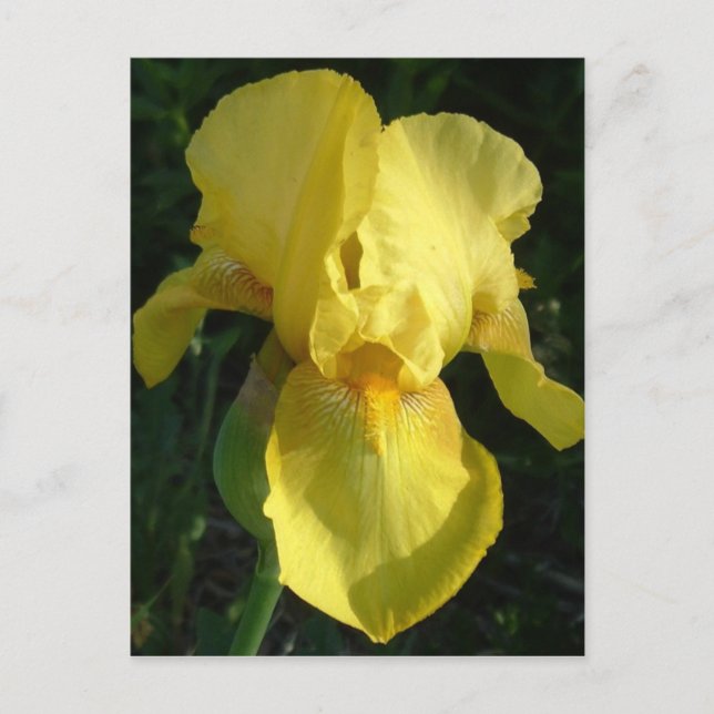 Yellow Iris Postkarte (Vorderseite)