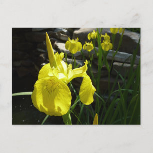 Yellow Irises Bright Spring Floral Postkarte