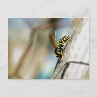 Yellow Jacket Postcard Postkarte