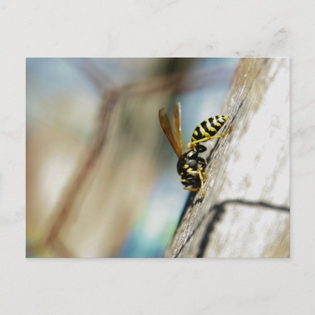 Yellow Jacket Postcard Postkarte (Vorderseite)