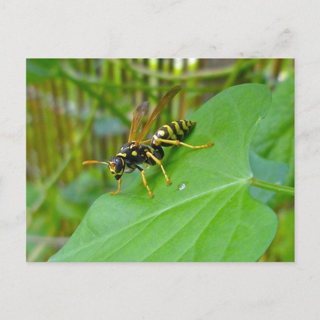 Yellow Jacket Postcard Postkarte (Vorderseite)