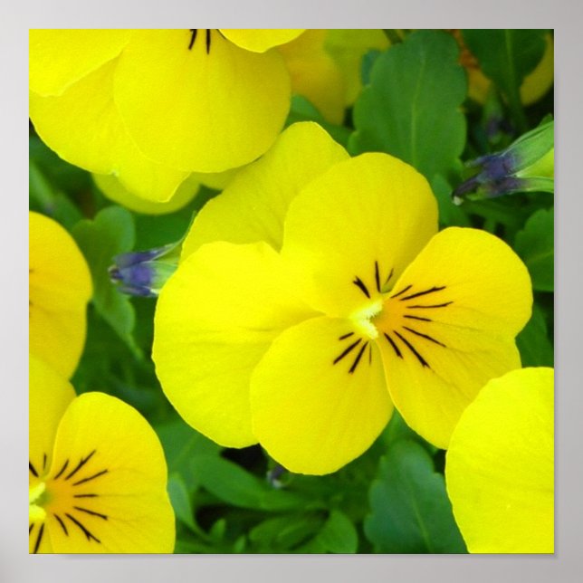 Yellow Johnny Jump Up Poster Print (Vorne)