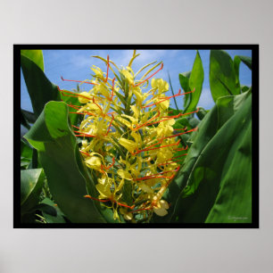 Yellow Kahili Ginger Tropical Blume Poster Print