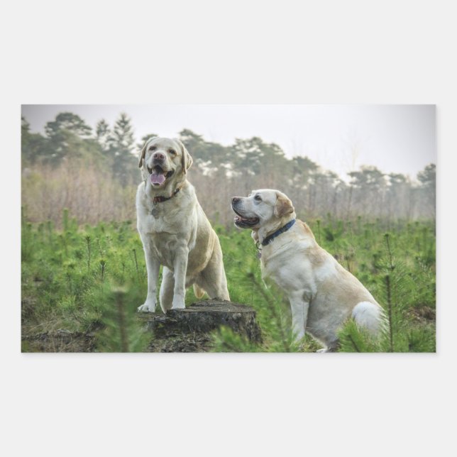 Yellow Lab Gruppe Rechteckiger Aufkleber (Vorderseite)