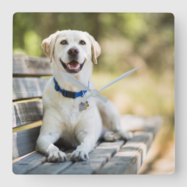 Yellow Labrador Lays On Bench Quadratische Wanduhr (Vorderseite)