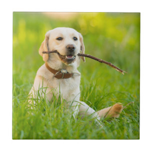 Yellow Labrador Plays mit Stick Fliese