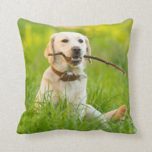 Yellow Labrador Plays mit Stick Kissen