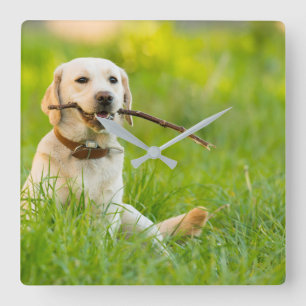 Yellow Labrador Plays mit Stick Quadratische Wanduhr