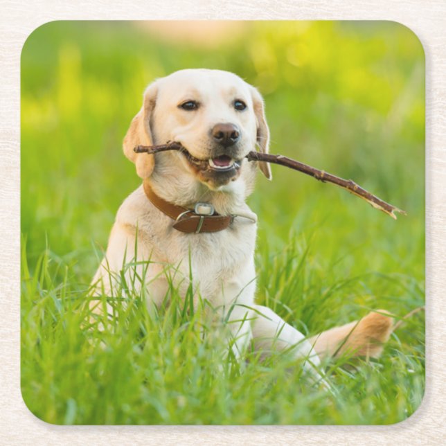 Yellow Labrador Plays mit Stick Rechteckiger Pappuntersetzer (Vorderseite)