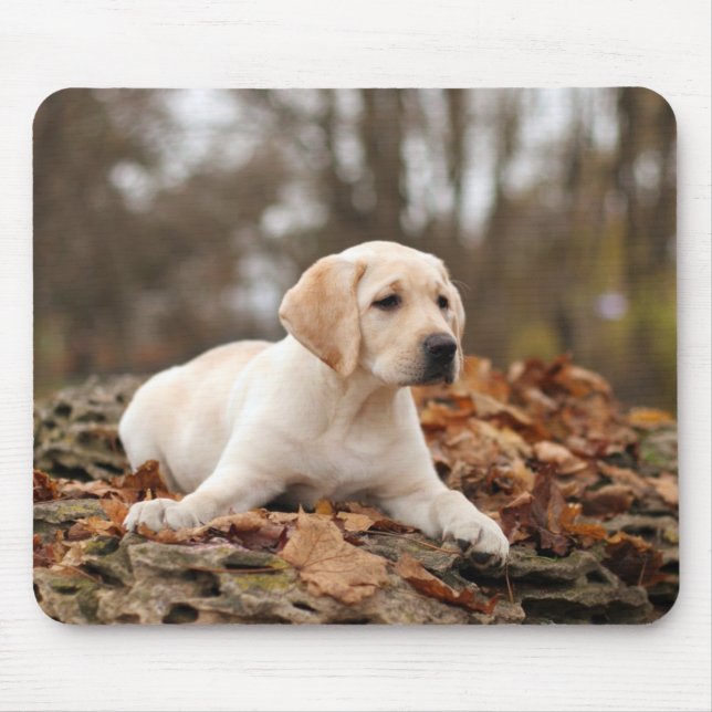 Yellow Labrador Puppy im Herbst Mousepad (Vorne)