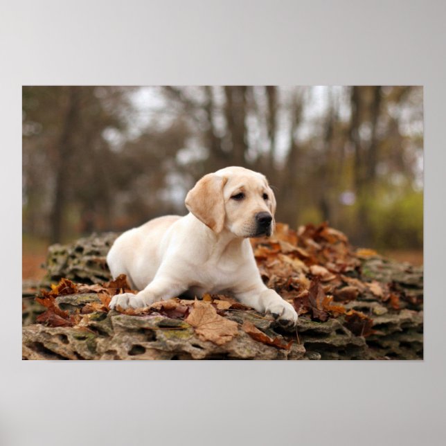Yellow Labrador Puppy im Herbst Poster (Vorne)