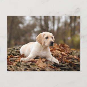 Yellow Labrador Puppy im Herbst Postkarte