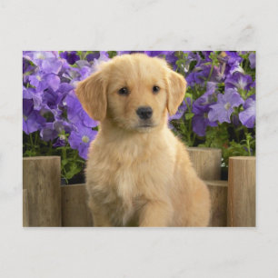 Yellow Labrador Puppy Postkarte