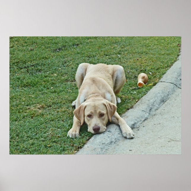 Yellow Labrador Puppy Pouster Poster (Vorne)