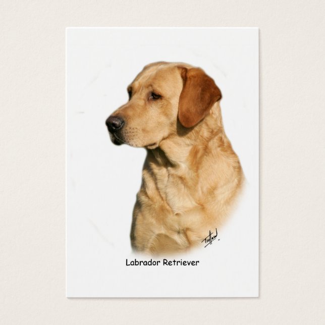 Yellow Labrador Retriever (Vorderseite)