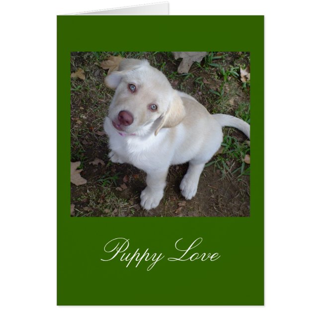 Yellow Labrador Retriever für Welpe Liebe (Vorne)