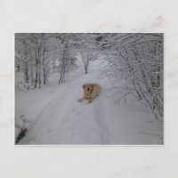 Yellow Labrador Retriever Leinen im Fresh Winter S