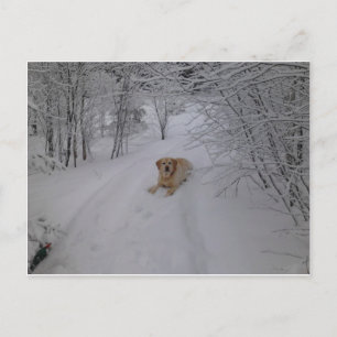 Yellow Labrador Retriever Leinen im Fresh Winter S Postkarte