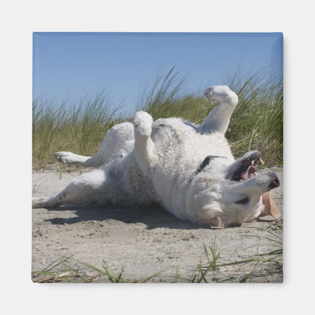 Yellow Labrador Retriever Magnet (Vorne)