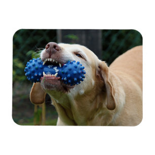 Yellow Labrador Retriever mit Toy Magnet