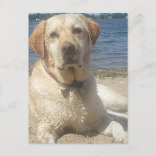 Yellow Labrador Retriever Postcard Postkarte