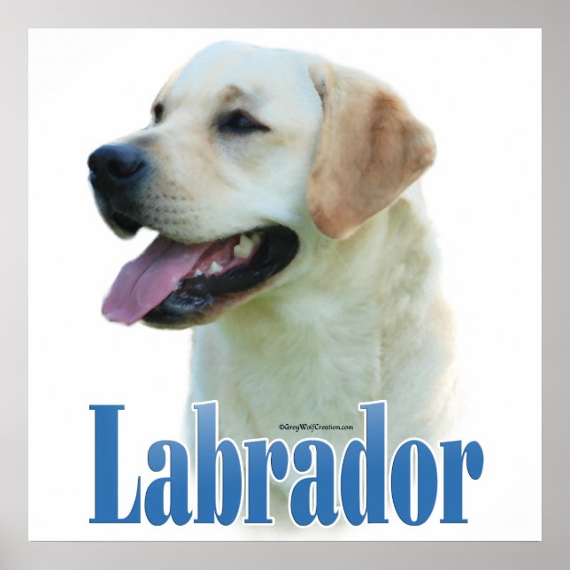 Yellow Labrador Retriever Poster (Vorne)