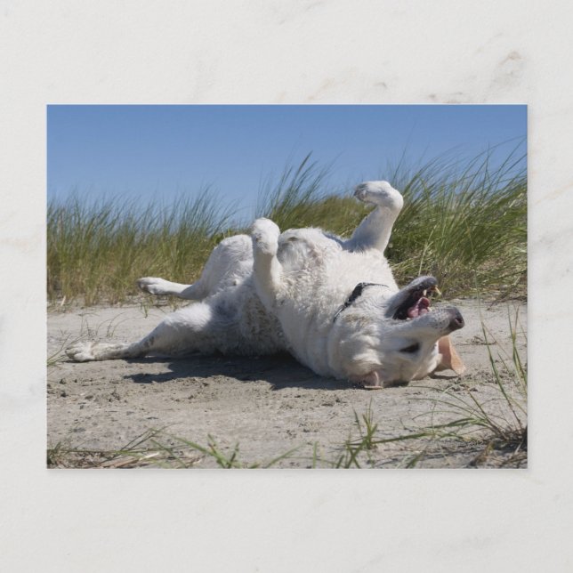 Yellow Labrador Retriever Postkarte (Vorderseite)