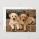Yellow Labrador Retriever Postkarte (Vorne/Hinten)