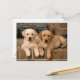 Yellow Labrador Retriever Postkarte (Vorderseite/Rückseite Beispiel)