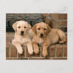 Yellow Labrador Retriever Postkarte
