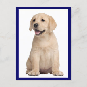 Yellow Labrador Retriever Puppy Dog Postcard Postkarte