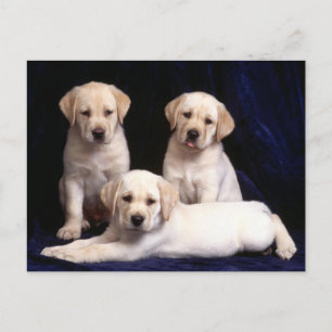 Yellow Labrador Retriever Puppy Dog Postcard Postkarte