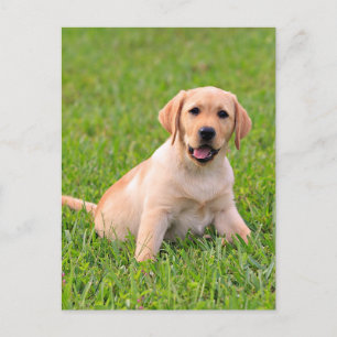 Yellow Labrador Retriever Puppy Doppy Postcard Postkarte
