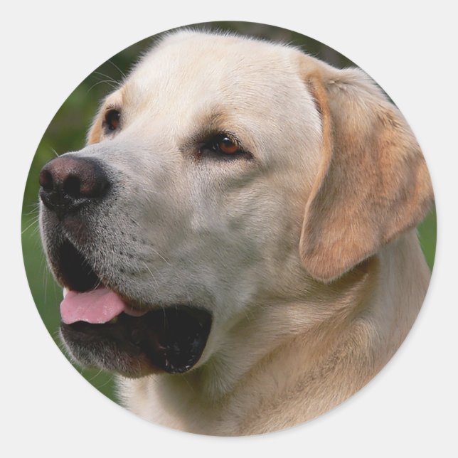 Yellow Labrador Retriever Puppy Doppy Sticker / Si (Vorderseite)