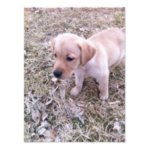 Yellow Labrador Retriever Puppy Foto Print