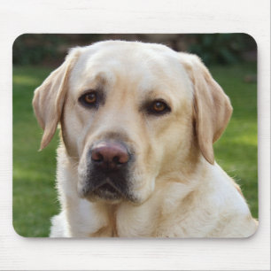 Yellow Labrador Retriever Puppy Hund - Green Mousepad