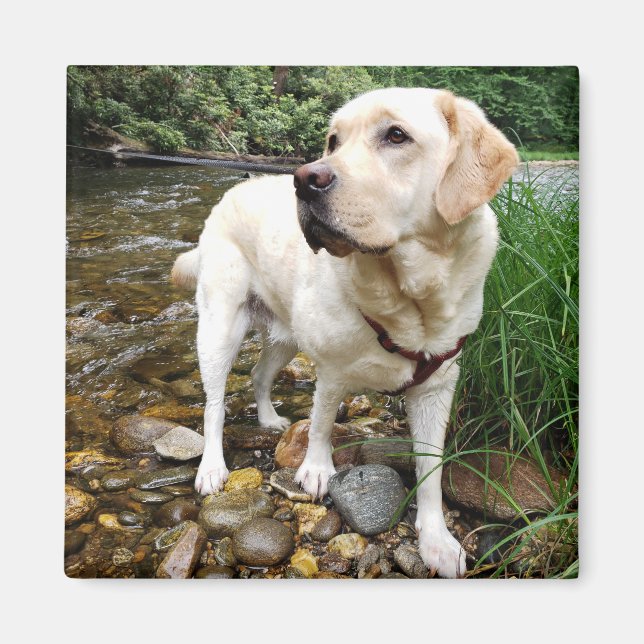 Yellow Labrador Retriever Stately Pose Magnet (Vorne)