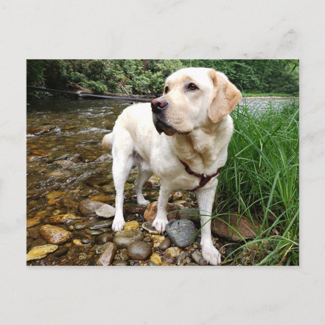 Yellow Labrador Retriever Stately Pose Postkarte (Vorderseite)