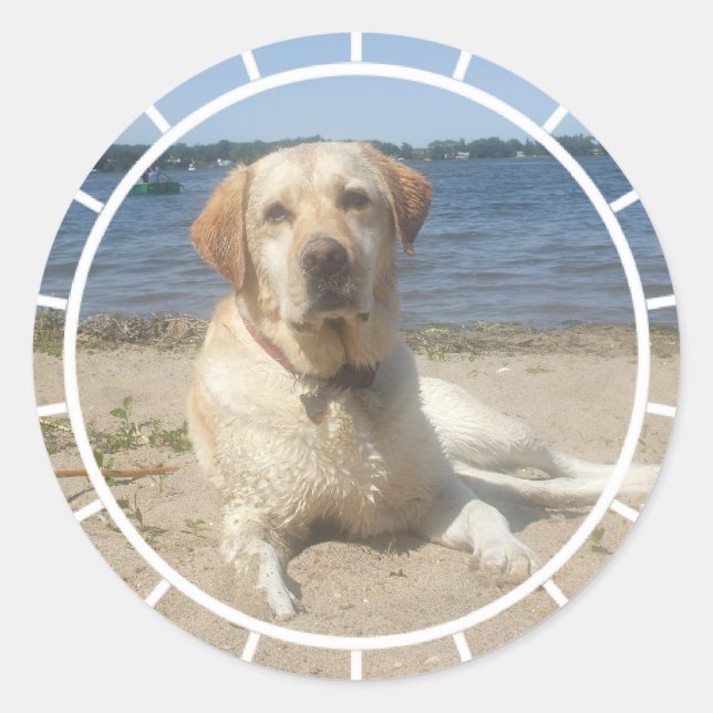 Yellow Labrador Retriever Stickers (Vorderseite)
