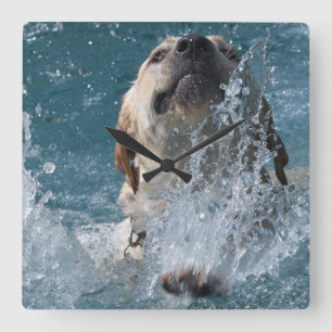 Yellow Labrador Retriever Water Dog Quadratische Wanduhr