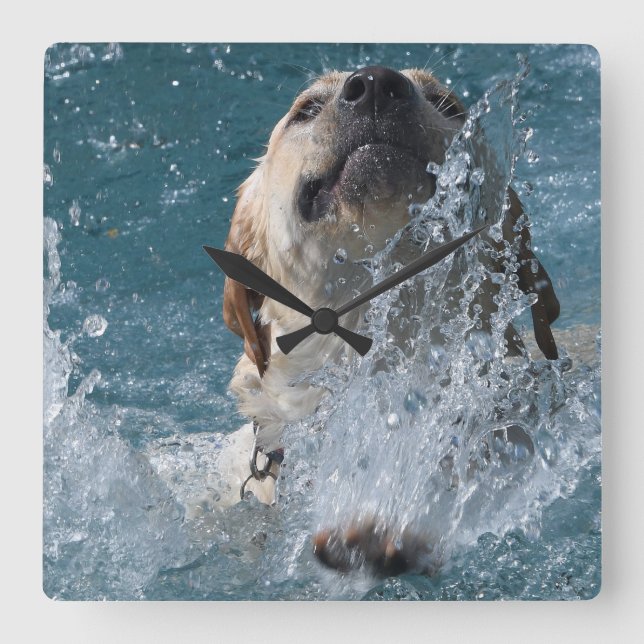 Yellow Labrador Retriever Water Dog Quadratische Wanduhr (Vorderseite)