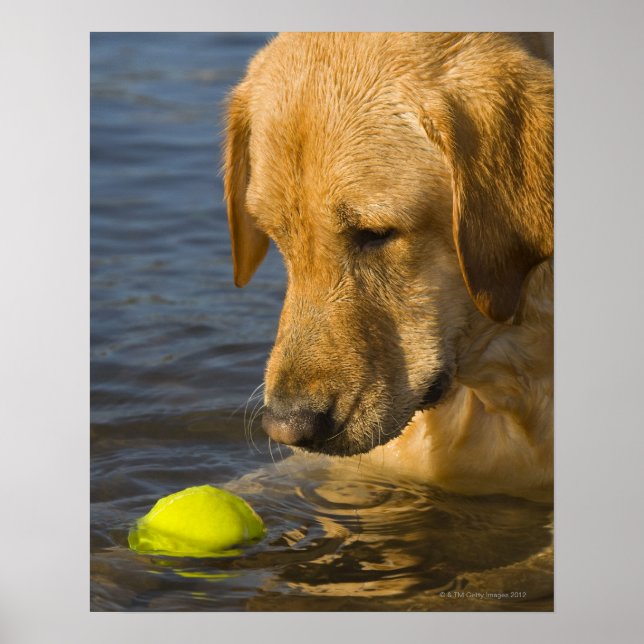 Yellow labrador with a tennis ball in the water poster (Vorne)