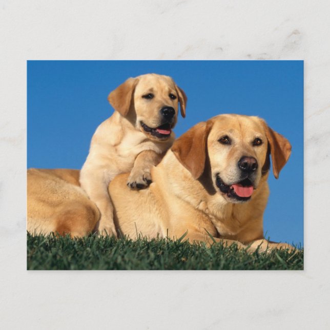 Yellow Labradors Postkarte (Vorderseite)