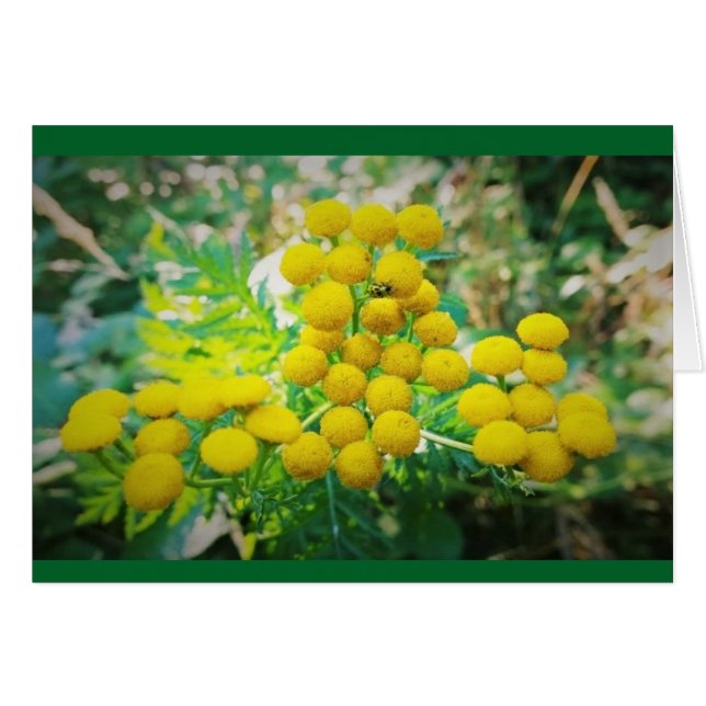 Yellow Lady Bug auf Tansy Blume (Vorderseite (Horizontal))