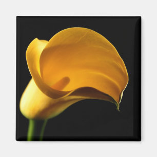 Yellow Lilly Magnet