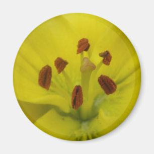 Yellow Lily Floral Magnet