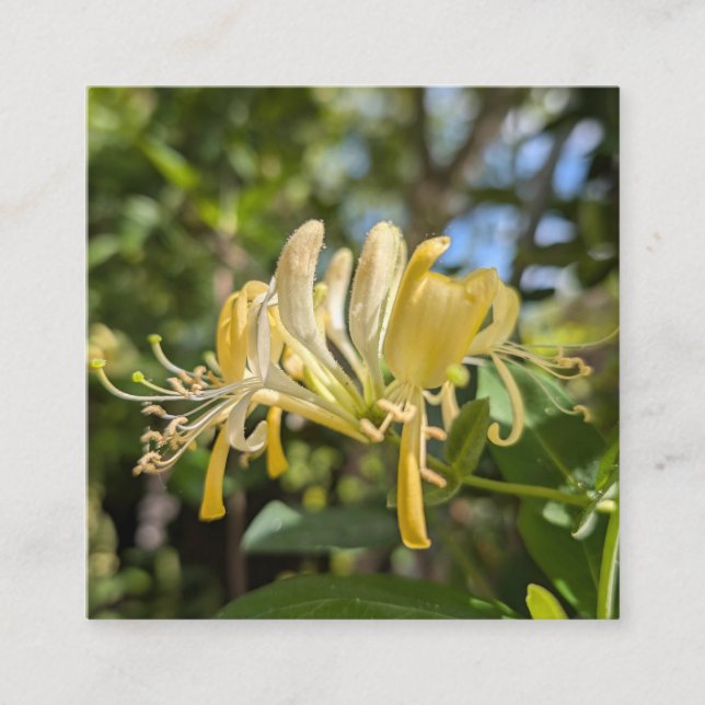Yellow Macro Honeysuckle Quadratische Visitenkarte (Vorderseite)