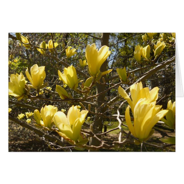 Yellow Magnolia Tree (Vorderseite (Horizontal))