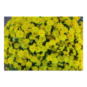 Yellow Margarita Daisy Blume Foto Print
