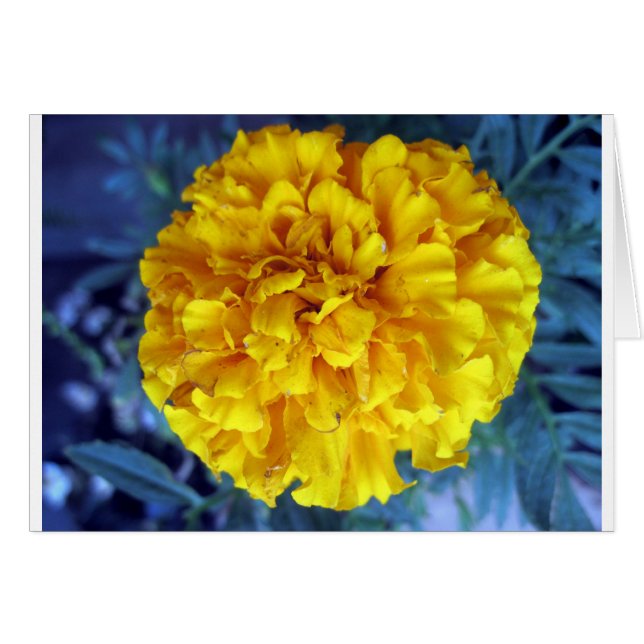 Yellow Marigold (Vorderseite (Horizontal))